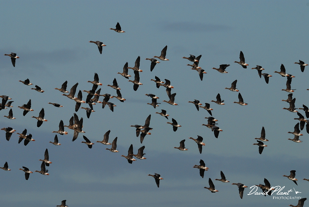 David Plant Photography - Wildlife Photographer - White-fronted geese flock - B.jpg - White-fronted geese flock in flight - Slimbridge
